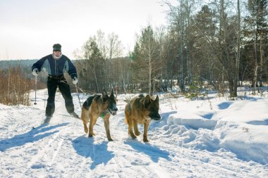 Irkutsk, Rusya - 28 Ocak 2017: Yarış rekabet köpek s