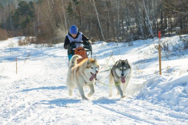 Irkutsk, Rusya - 28 Ocak 2017: Yarış rekabet köpek s