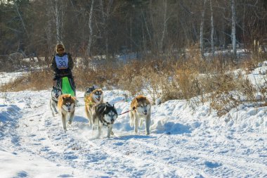 Irkutsk, Rusya - 28 Ocak 2017: Yarış rekabet köpek s