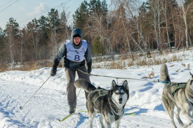 Irkutsk, Rusya - 28 Ocak 2017: Yarış rekabet köpek s