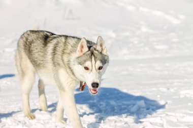 Husky köpek yavrusu kışın karda portresi