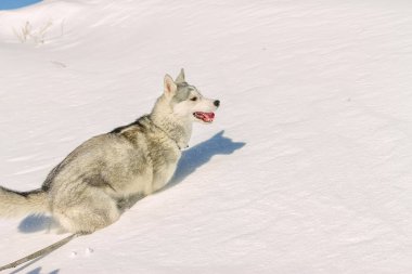 Husky köpek eğlenceli kar sürüklenir üzerinde çalışan