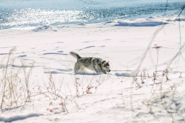 Husky köpek eğlenceli kar sürüklenir üzerinde çalışan