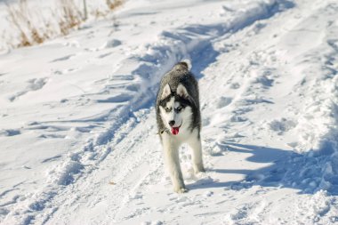 Husky köpek eğlenceli kar sürüklenir üzerinde çalışan