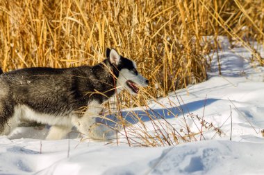 Kar sürüklenir ve yüksek sarı çim Husky köpek yavrusu