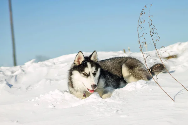 Portrét husky štěně v zimě ve sněhu — Stock fotografie