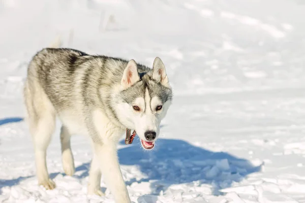 Retrato de cachorro husky no inverno na neve — Fotografia de Stock