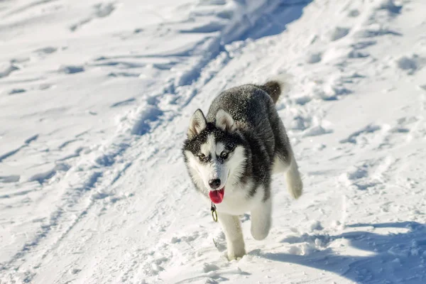 Husky Welpen Spaß beim Laufen auf den Schneeverwehungen — Stockfoto