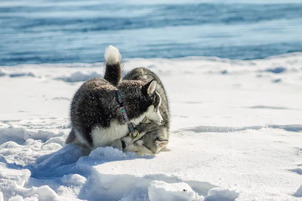 Dos Huskies Schenkka diversión jugando en la nieve deriva — Foto de Stock