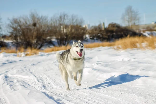 Husky Welpen Spaß beim Laufen auf den Schneeverwehungen — Stockfoto