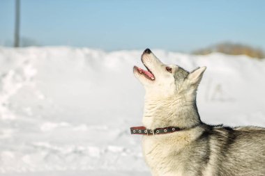 Husky köpek yavrusu kışın karda portresi