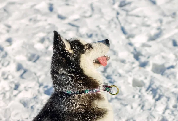 Retrato de cachorro husky no inverno na neve — Fotografia de Stock