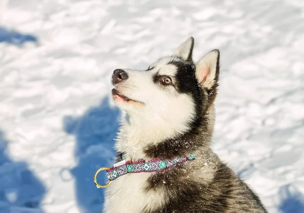 Porträt eines Husky-Welpen im Winter im Schnee — Stockfoto