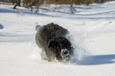 Shaggy Siyah Rus terrier köpek karda koşma