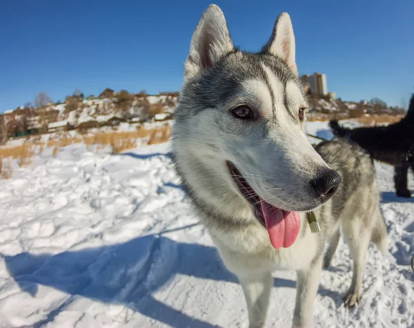 Fischauge Porträt eines Husky-Hundes Schnauze Nahaufnahme — Stockfoto