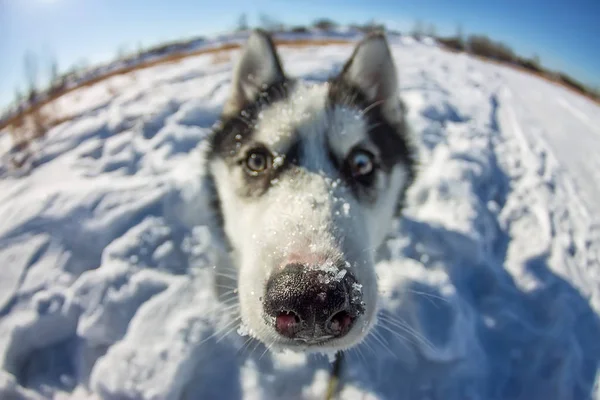 Vis oog portret van husky hond snuit closeup — Stockfoto