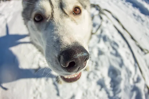 Fischauge Porträt eines Husky-Hundes Schnauze Nahaufnahme — Stockfoto