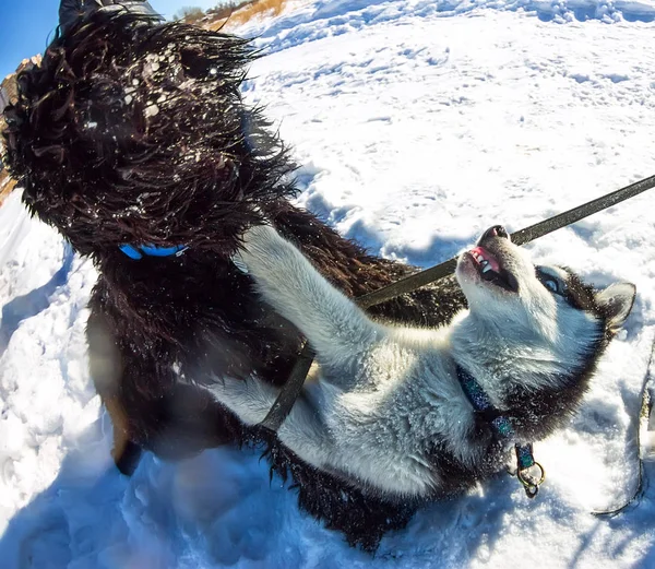 Boje ve sněhu hrají mladí Husky a černý ruský teriér — Stock fotografie