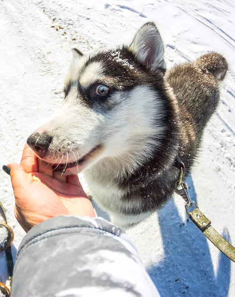 Joven husky dar golosinas a mano primer plano — Foto de Stock