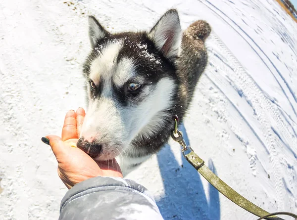 Joven husky dar golosinas a mano primer plano — Foto de Stock