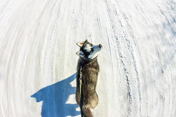 Drone Husky köpek tasma yürüyüş ile hava fotoğraf — Stok fotoğraf