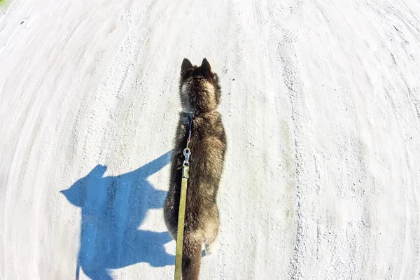 Zdjęcie lotnicze z dron Husky szczeniaka chodzenia na smyczy — Zdjęcie stockowe