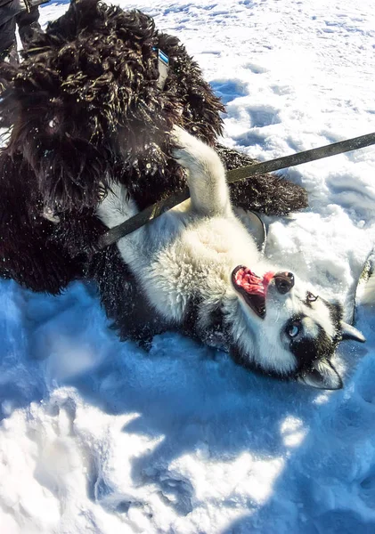 Joven Husky y Negro ruso Terrier jugar a luchar en la nieve — Foto de Stock