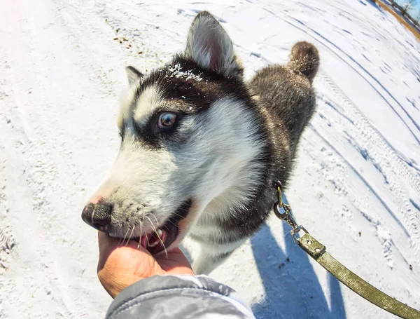 Joven husky dar golosinas a mano primer plano — Foto de Stock