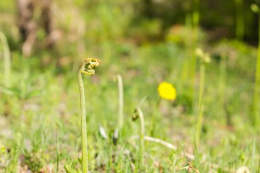 küçük eğreltiotu çiçek arka plan üzerinde Filiz