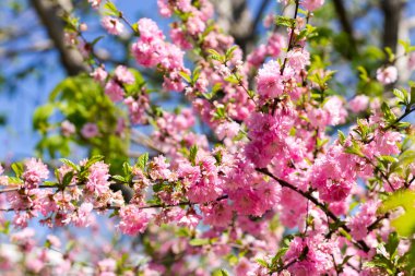 Japon kiraz sakura çiçekleri Şubesi