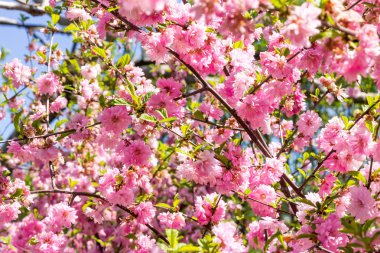 sakura Japon kiraz çiçekleri çiçek.