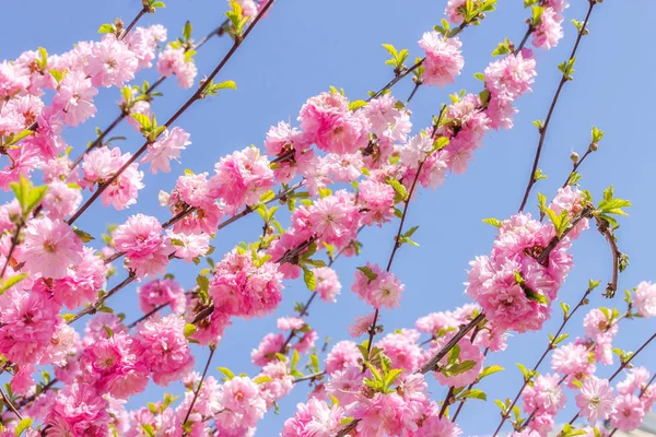 Zweig der japanischen Kirschsakura blüht — Stockfoto