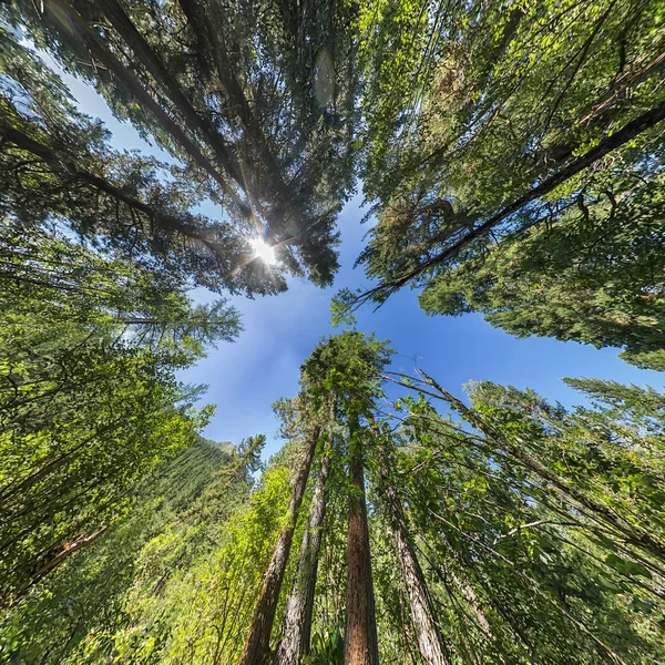 Gökyüzüne iğne yapraklı ağaçlar görünümü üst kısımları — Stok fotoğraf