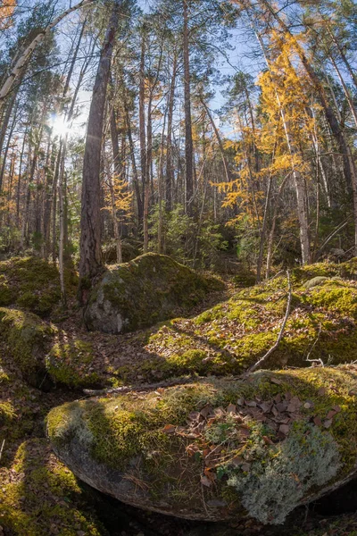 Лес дикой природы с соснами и мхом на скалах — стоковое фото