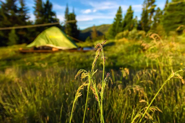 Spike of grass on a green tent background in a camping base camp in the mountains.