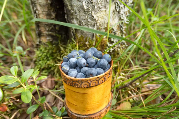 Berry afine în cutie de lemn de tuesok pe fundal forestier — Fotografie, imagine de stoc