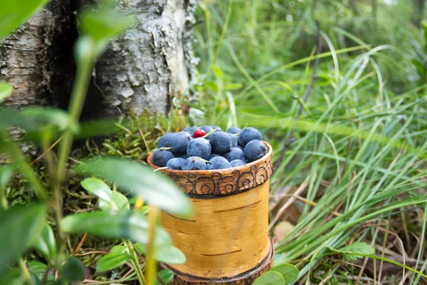 Berry Afine Cutie Lemn Tuesok Fundal Forestier — Fotografie, imagine de stoc