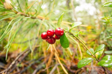 Çam ormanı içinde olgun kırmızı yabanmersini yetişir