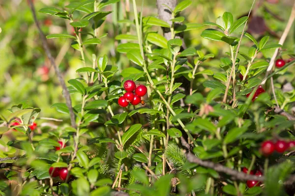Cowberry rojo maduro crece en bosque de pinos — Foto de Stock