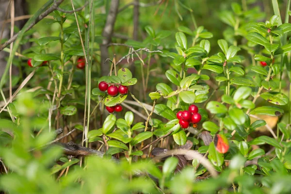Çam ormanı içinde olgun kırmızı yabanmersini yetişir