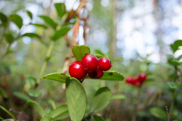 Coapte coapte cowberry roșu crește în pădurea de pin — Fotografie, imagine de stoc