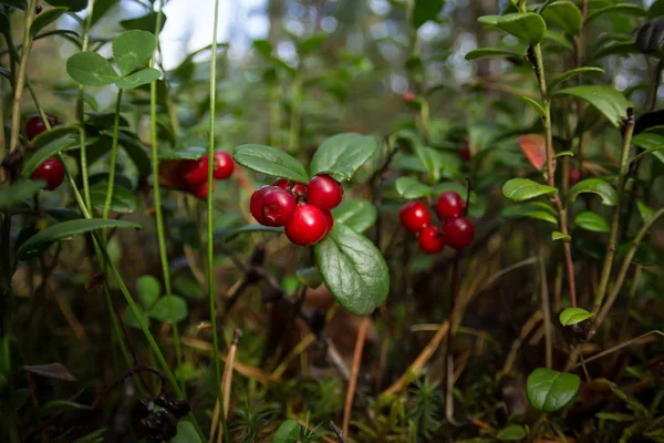 Çam ormanı içinde olgun kırmızı yabanmersini yetişir