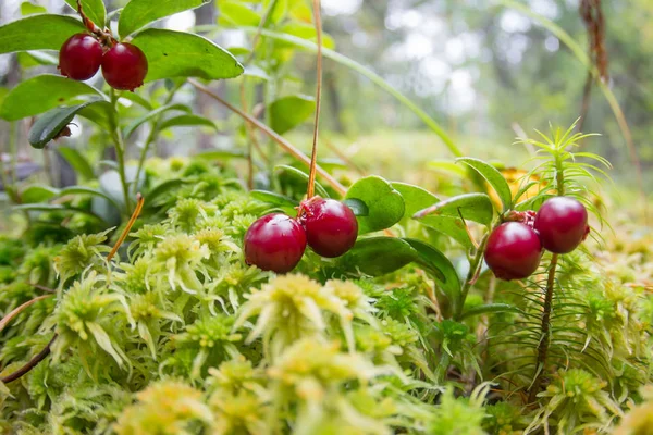 Coapte Coapte Cowberry Roșu Crește Pădurea Pin — Fotografie, imagine de stoc