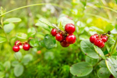 Çam ormanı içinde olgun kırmızı yabanmersini yetişir.