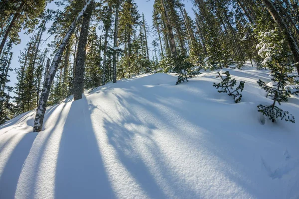 Geheimnisvolle Winterlandschaft Berge im Winter Bäume bedeckt Schnee — Stockfoto