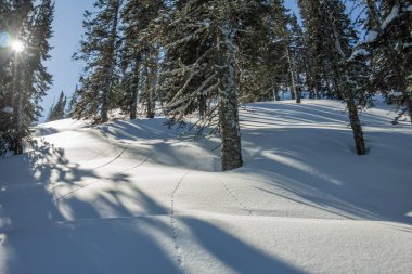 Gizemli kış manzara dağlar kış ağaçlarda kar kaplı