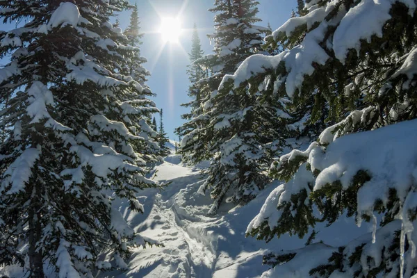 Misteriosas montañas de paisaje invernal en los árboles de invierno cubierto de nieve — Foto de Stock