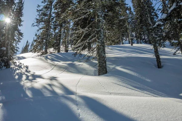 Misteriosas montañas de paisaje invernal en los árboles de invierno cubierto de nieve — Foto de Stock