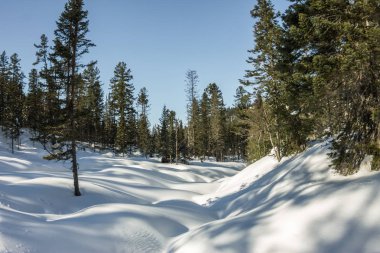 Gizemli kış manzara dağlar kış ağaçlarda kar kaplı