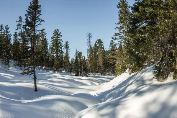 Gizemli kış manzara dağlar kış ağaçlarda kar kaplı